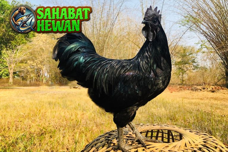 Ayam Cemani Keindahan dan Misteri dalam Satu Tubuh!