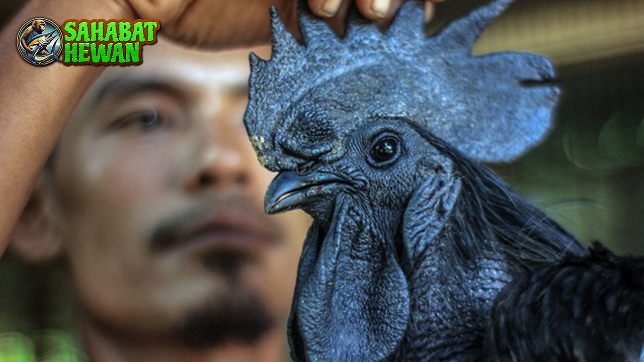 Ayam Cemani Keindahan dan Misteri dalam Satu Tubuh!