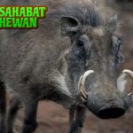 Babi Celeng Kehidupan Liar di Hutan yang Penuh Misteri!