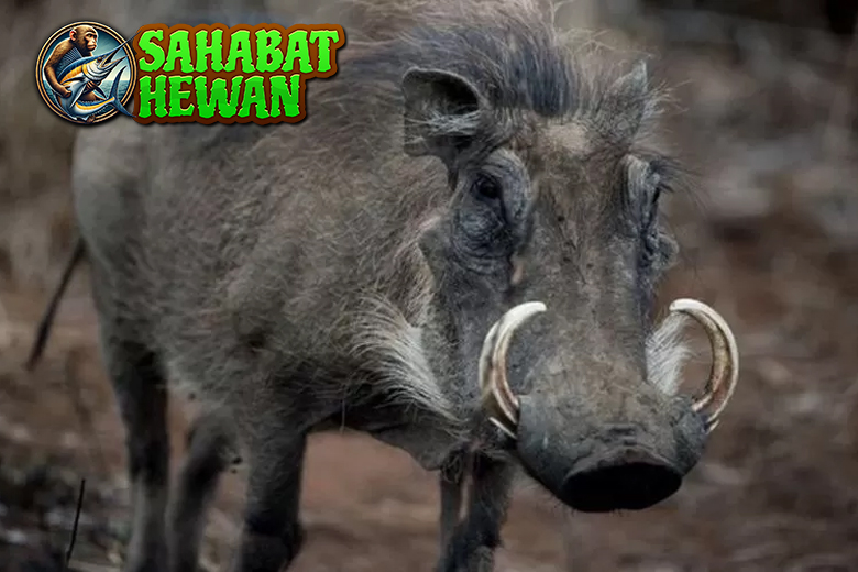 Babi Celeng Kehidupan Liar di Hutan yang Penuh Misteri!