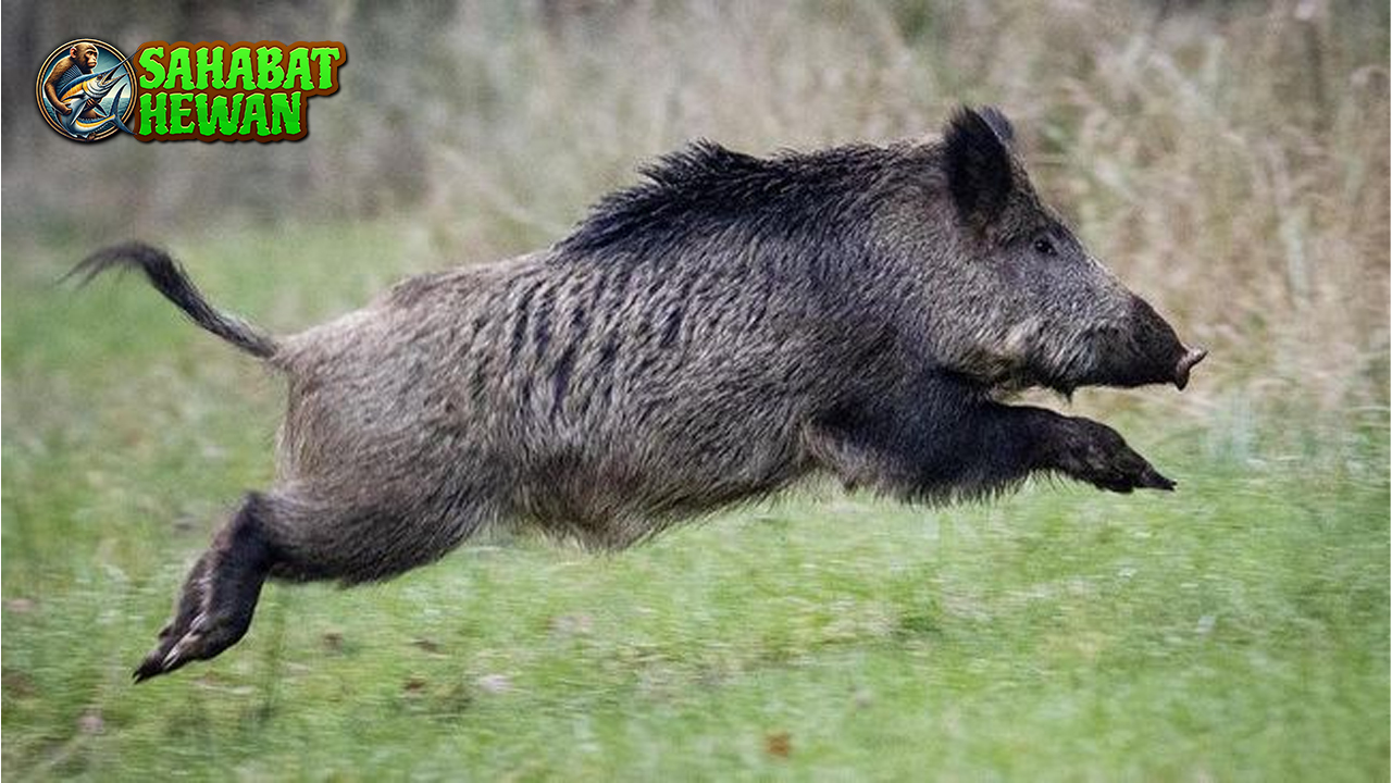 Babi Celeng Kehidupan Liar di Hutan yang Penuh Misteri!