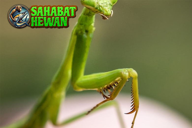 Kenali Cengcorang, Hewan Langka yang Bikin Penasaran!