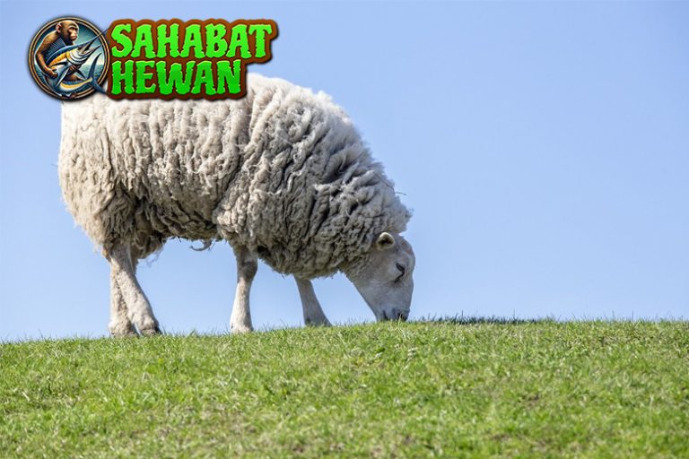 Domba dan Dunia Mereka yang Lebih dari Sekadar Bulu!