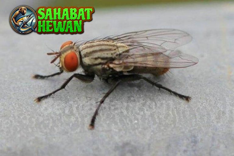 Di Balik Dengungannya, Lalat Simpan Fakta Tak Terduga!