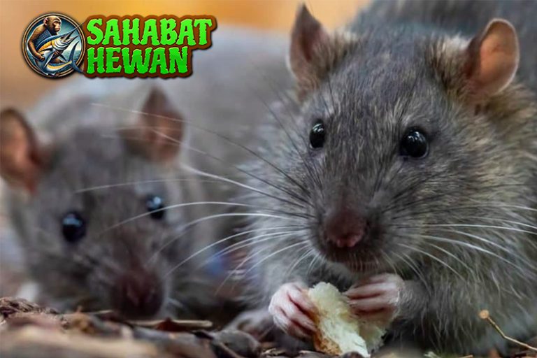 Jangan Remehkan Tikus! Di Balik Bisingnya, Ada Kejutan!