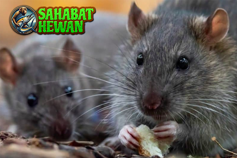 Jangan Remehkan Tikus! Di Balik Bisingnya, Ada Kejutan!