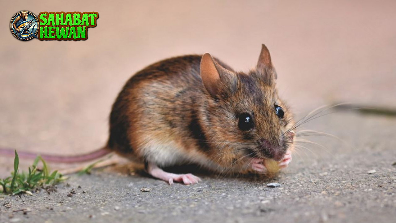 Jangan Remehkan Tikus! Di Balik Bisingnya, Ada Kejutan!