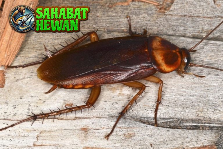 Bukan Sembarang Serangga, Ini Alasan Kecoa Bikin Ngeri!