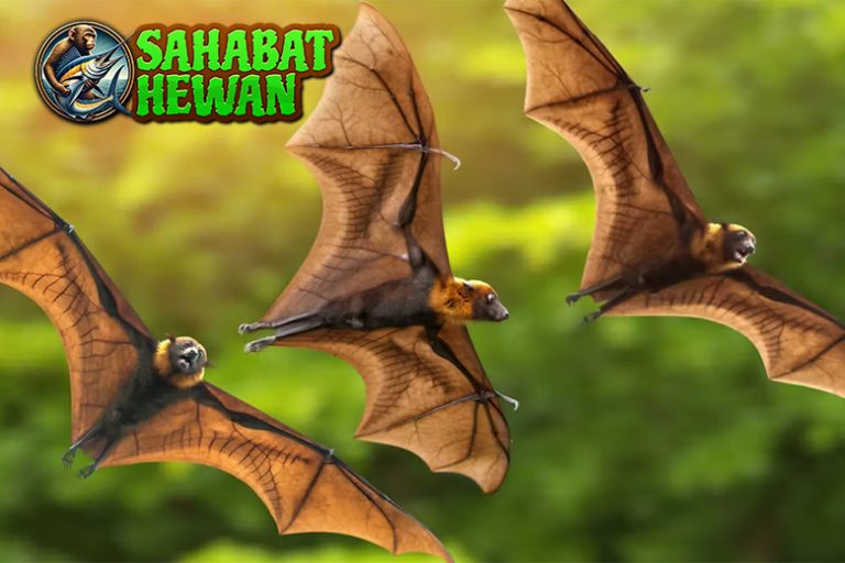 Kelelawar Nggak Selalu Seram Kadang Justru Bikin Takjub!