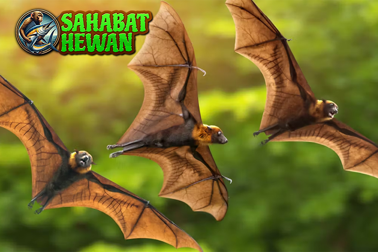 Kelelawar Nggak Selalu Seram Kadang Justru Bikin Takjub!