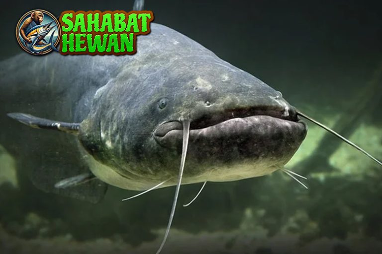 Ikan Lele Si Petarung Air Tawar yang Tahan Segala Cuaca!
