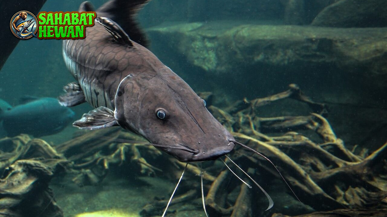 Ikan Lele Si Petarung Air Tawar yang Tahan Segala Cuaca!