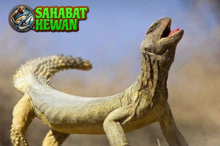 Asli Mesir! Kadal Ini Diam-diam Bikin Takjub Ilmuwan!