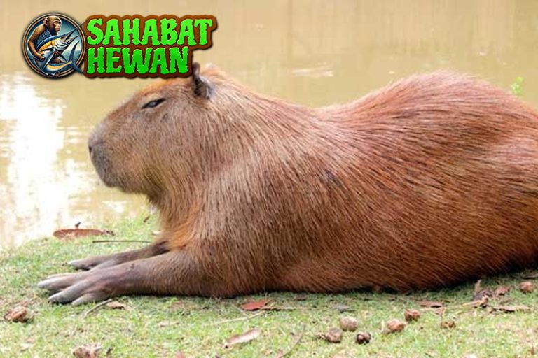 Kapibara Si Raksasa Jinak yang Hobi Nongkrong Bareng!