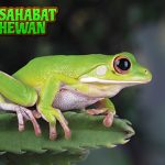 Katak Pohon: Si Kecil Lincah Penakluk Dedaunan Tinggi!