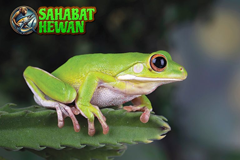Katak Pohon: Si Kecil Lincah Penakluk Dedaunan Tinggi!