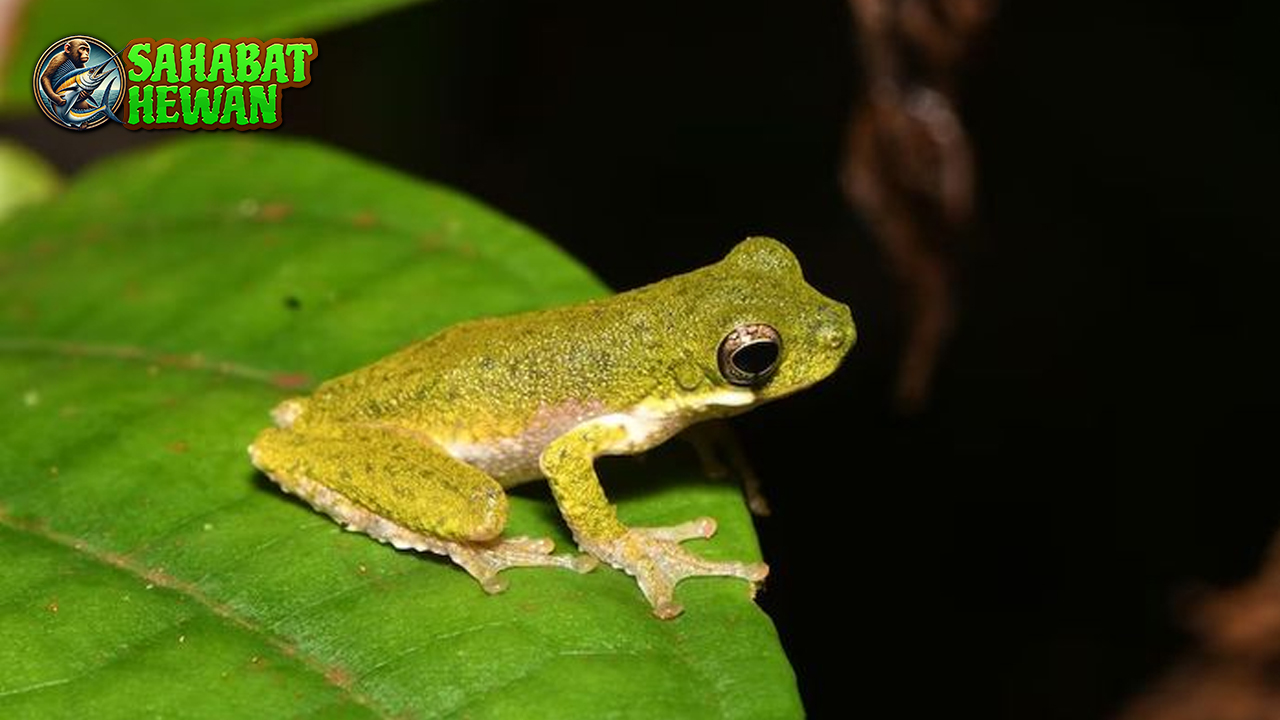 Katak Pohon: Si Kecil Lincah Penakluk Dedaunan Tinggi!