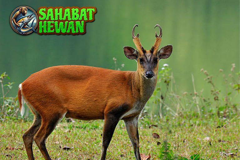 Langkah Ringan Kijang: Antara Mitos, Alam, dan Nyata!