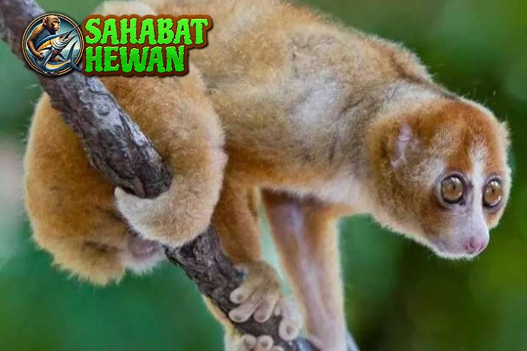 Lucu tapi Langka Kukang Ternyata Punya Rahasia Berbisa!