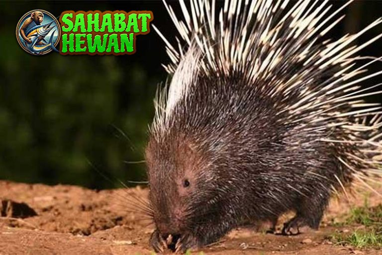 Kenalan dengan Landak Hewan Lucu Berbulu Tajam!