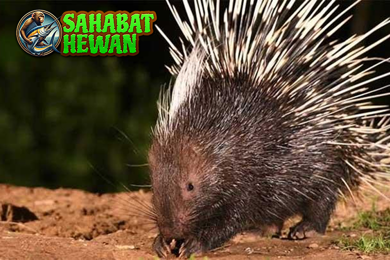 Kenalan dengan Landak Hewan Lucu Berbulu Tajam!
