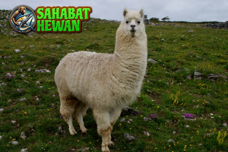 Llama dan Kebiasaan Aneh yang Bikin Kamu Terkagum!