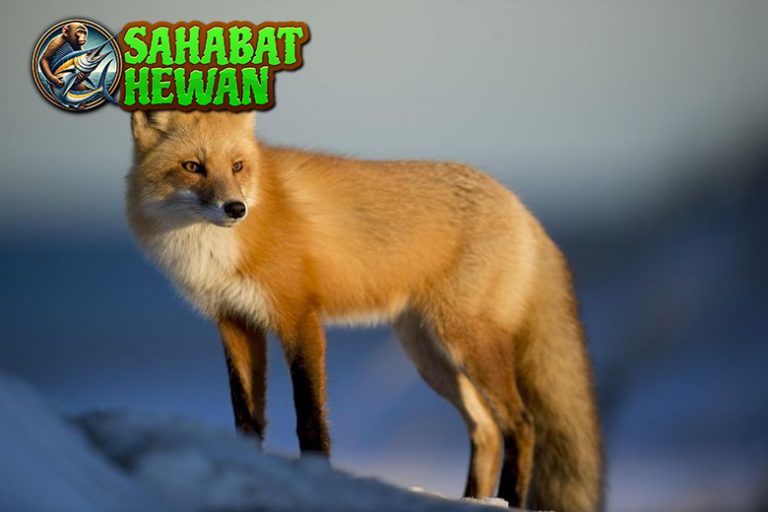 Mengintip Dunia Rubah, Hewan Cerdik yang Penuh Trik!