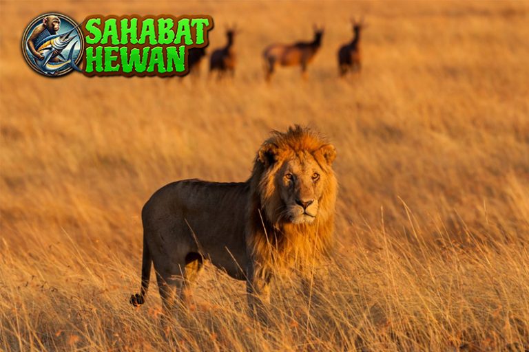 Singa Raja Hutan yang Tak Pernah Kehilangan Wibawa!