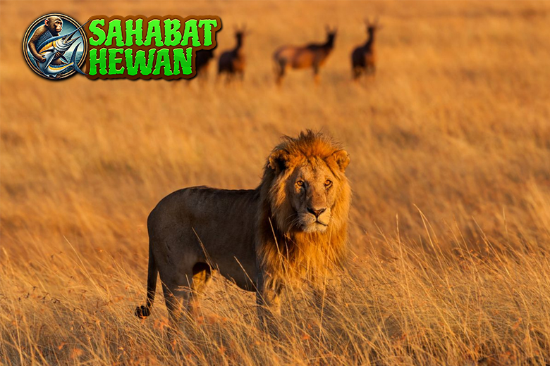 Singa Raja Hutan yang Tak Pernah Kehilangan Wibawa!