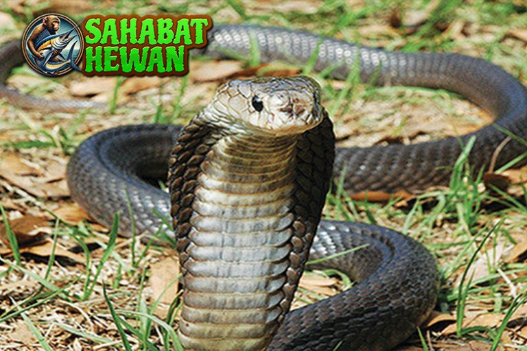 Kenali Ular Sendok Jawa Si Pengintai dengan Gaya Mewah!