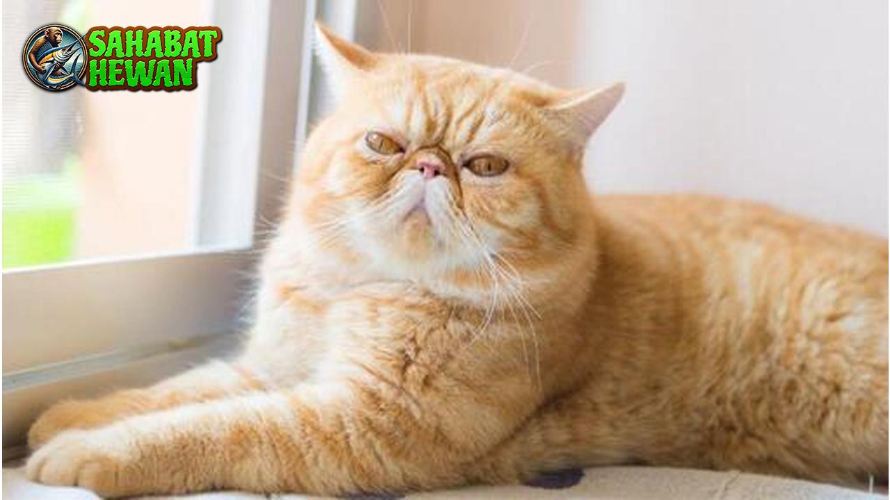 Exotic Shorthair Kucing Eksotis dengan Pesona Tak Tertandingi!