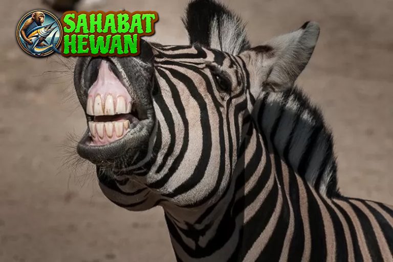 Kenapa Zebra Punya Garis? Jawabannya Bikin Kaget!