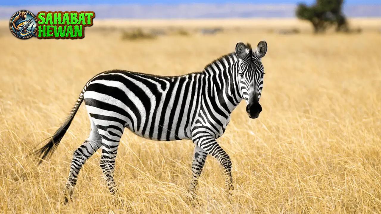 Kenapa Zebra Punya Garis? Jawabannya Bikin Kaget!