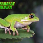 Katak Hijau Kecil, Licin, Tapi Punya Peran Penting di Alam!