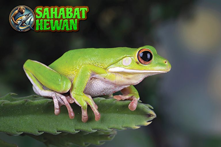 Katak Hijau Kecil, Licin, Tapi Punya Peran Penting di Alam!
