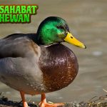 Fakta Menarik Tentang Bebek yang Jarang Diketahui!
