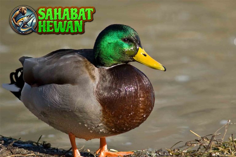 Fakta Menarik Tentang Bebek yang Jarang Diketahui!