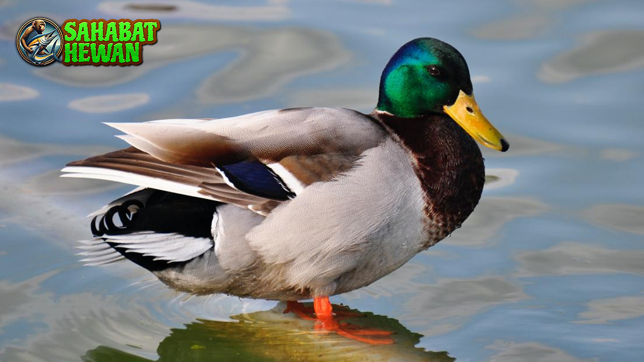 Fakta Menarik Tentang Bebek yang Jarang Diketahui!