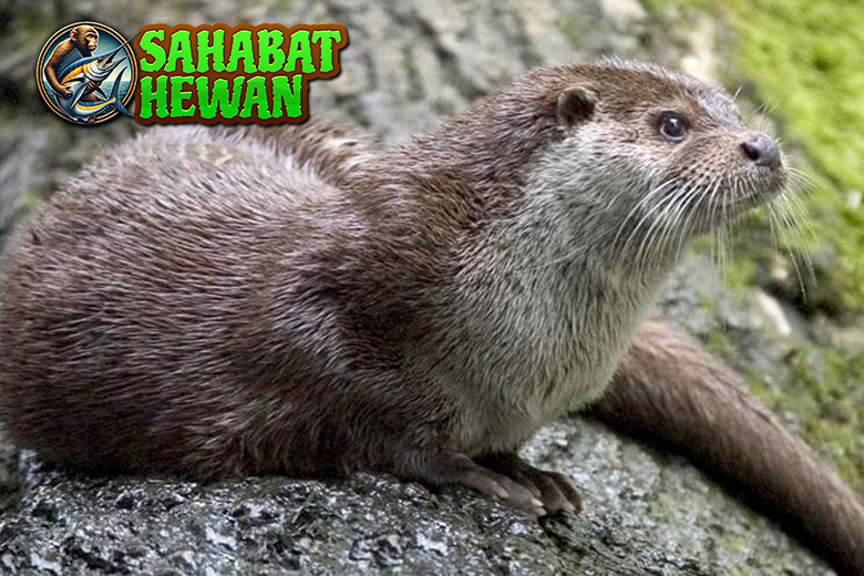Fakta Menarik Berang-Berang, Si Tukang Kayu dari Sungai!