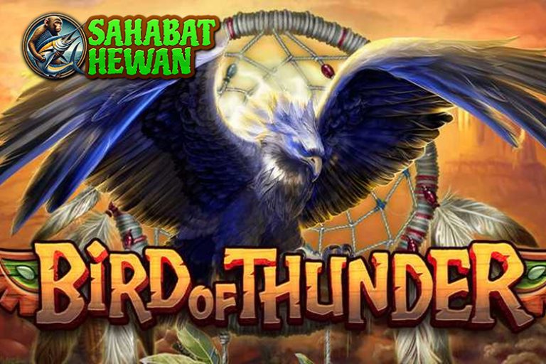 Ruby8000 Login Bird of Thunder Slot Hantam Ratusan Juta!