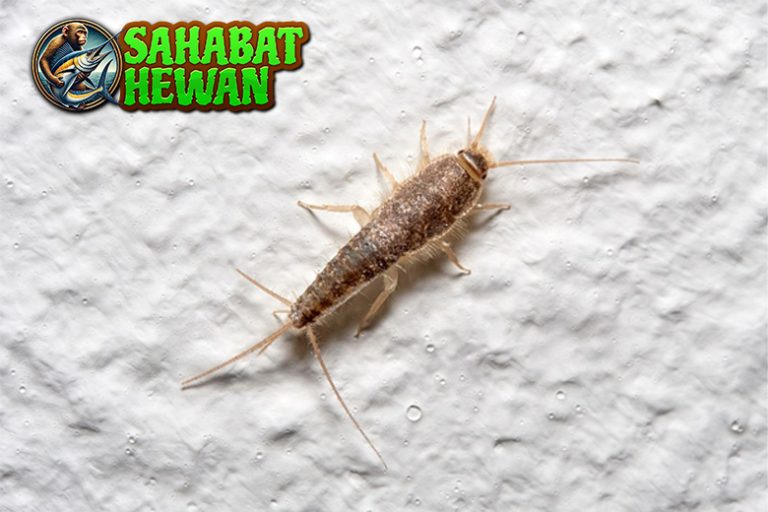 Kutu Buku Serangga Mini yang Hidup di Dunia Literatur!