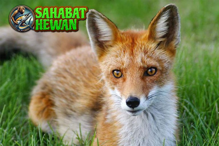 Menguak Dunia Rubah, Si Penjelajah Berbulu Merah!
