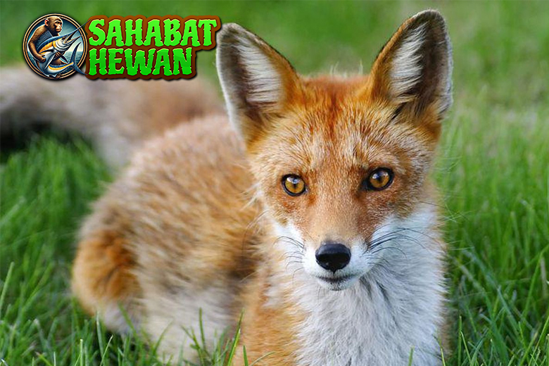 Menguak Dunia Rubah, Si Penjelajah Berbulu Merah!