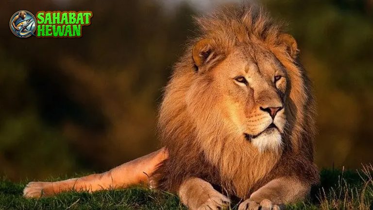 Singa Bukan Pemburu Utama? Fakta Ini Jarang Orang Tahu!