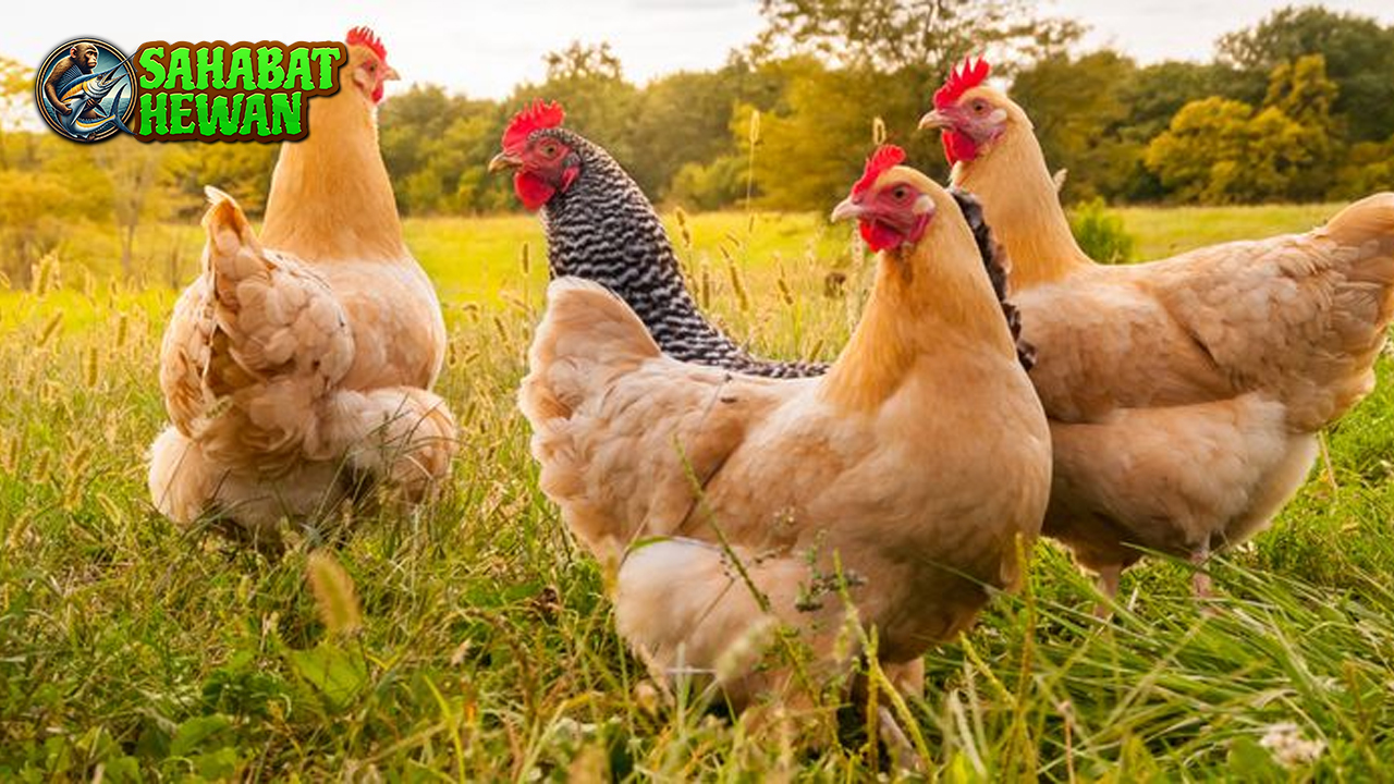 Si Ayam Sosok Kecil dengan Peran Besar di Sekitar Kita!