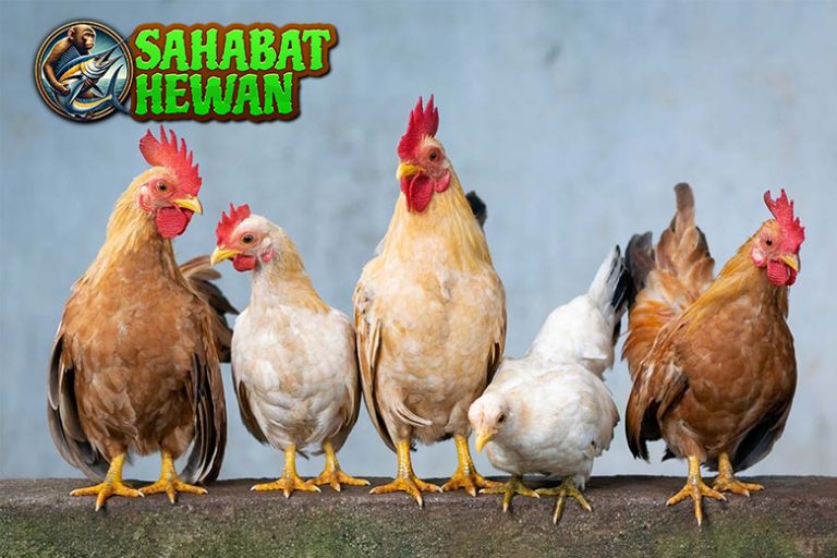 Si Ayam Sosok Kecil dengan Peran Besar di Sekitar Kita!
