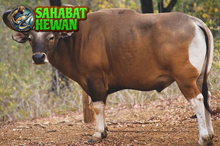Banteng dan Perannya di Alam Bebas yang Menakjubkan!