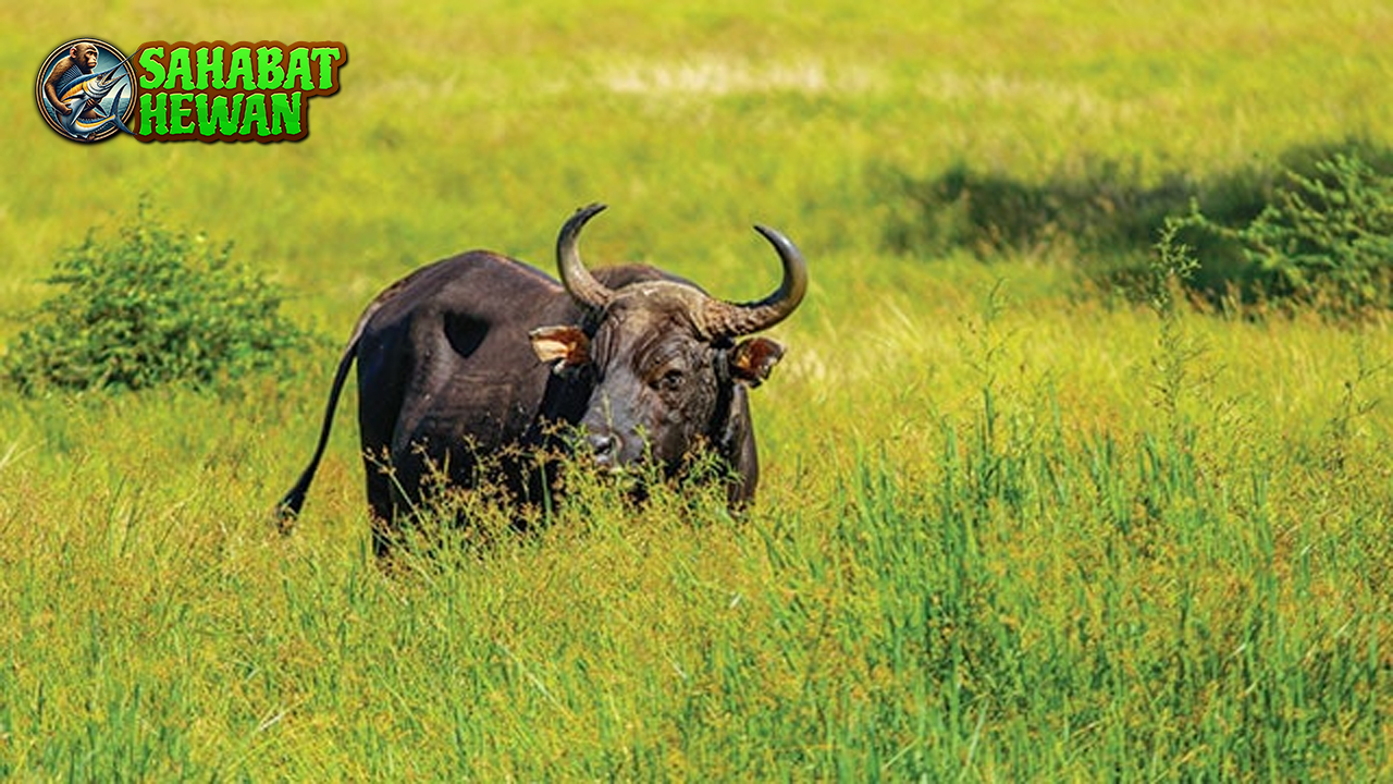 Banteng dan Perannya di Alam Bebas yang Menakjubkan!