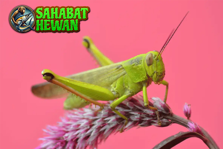 Belalang Hewan Kecil dengan Kekuatan yang Bikin Kagum!