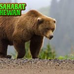 Beruang Si Raksasa Lembut yang Bisa Jadi Petarung Ganas!